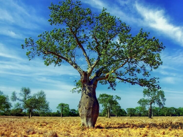 Paisagem no Paraguai