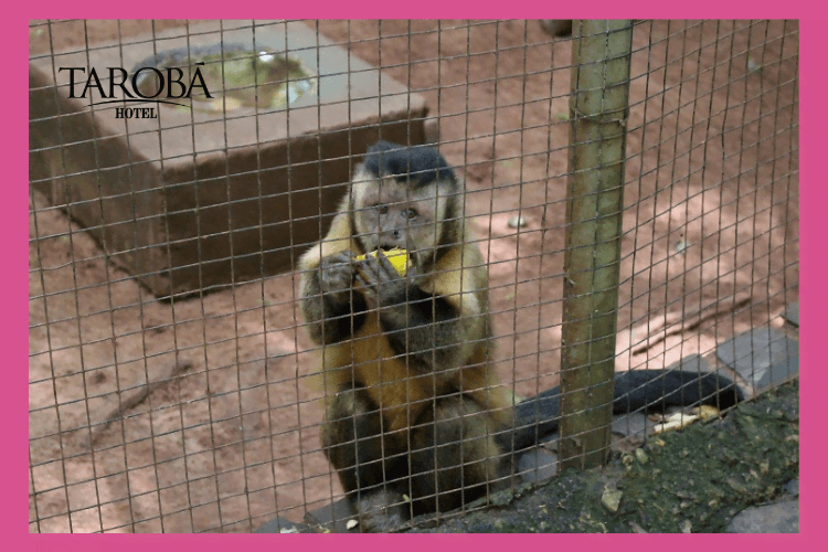 Zoológico Bosque Guarani. 8 passeios gratuitos em Foz do Iguaçu, para você aproveitar a sua viagem!