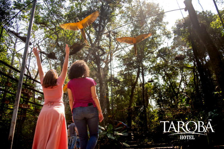 Experiência no viveiro. Parque das Aves em Foz do Iguaçu quebrou seu recorde de visitações!