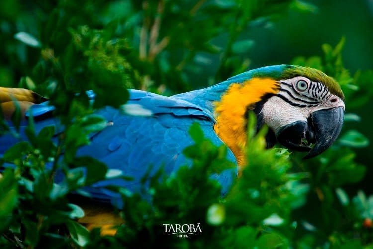 O que fazer no frio parque das aves