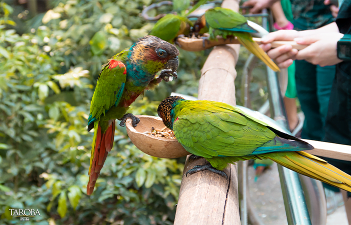 Turistas alimentando as aves - Parque das Aves