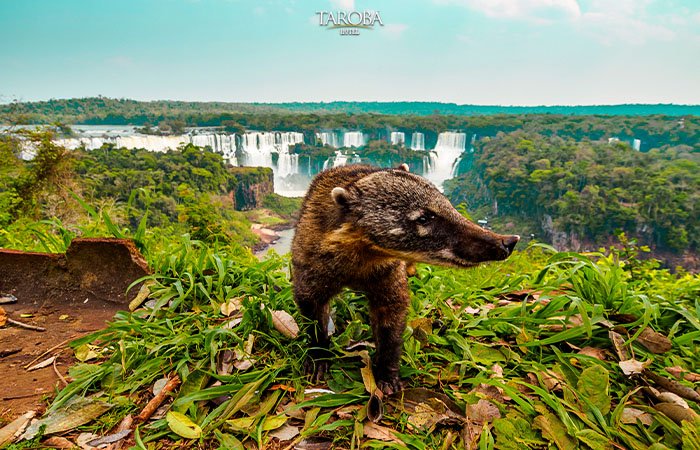 Quati - Parque Nacional Iguaçu