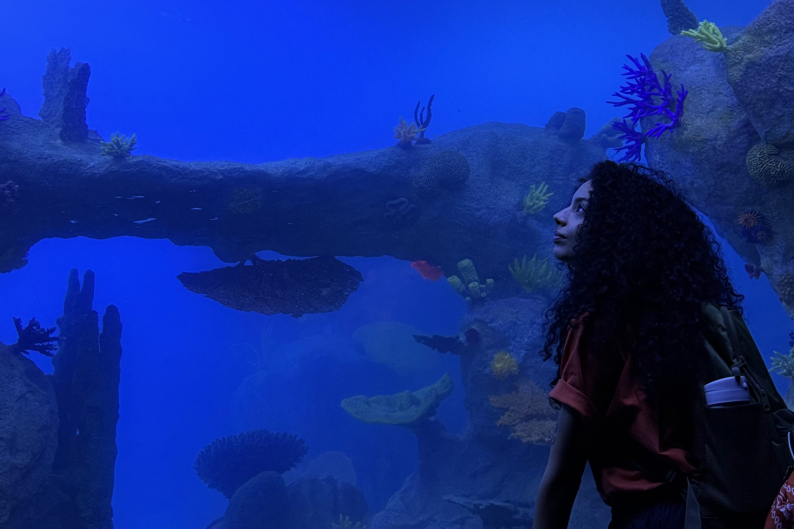 Novo aquário em Foz do Iguaçu Novo aquário em Foz do Iguaçu