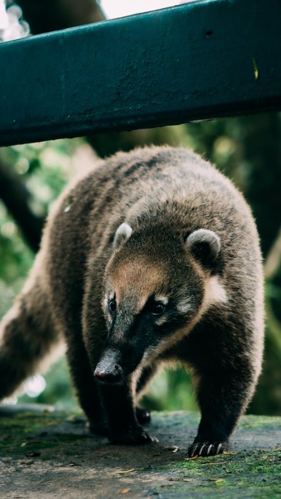  Quati no Parque Nacional do Iguaçu